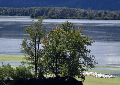 A small island with two trees and green foliage sits in a calm lake near Red Pines Onalaska. A group of white birds gathers by the shore, and forested hills can be seen in the distance across the water.